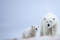 Le Seigneur de l'Arctique