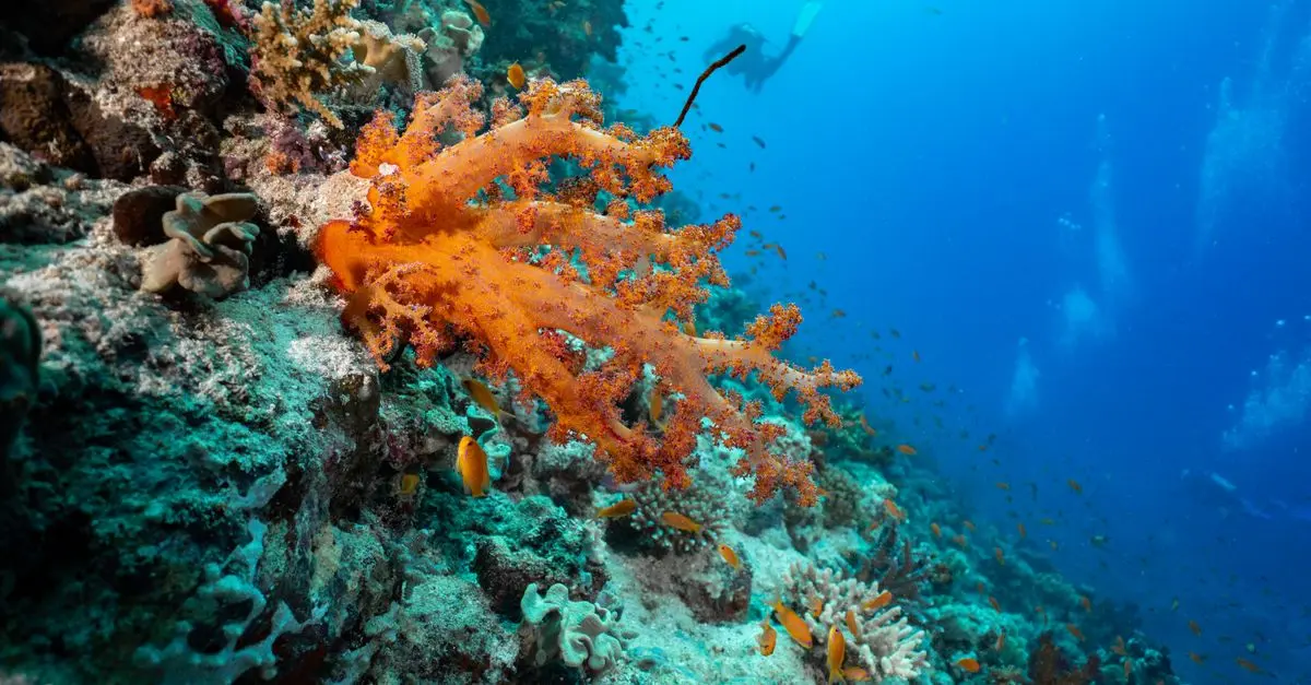 Top 5 des activités nautiques pour des voyages d'aventure